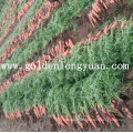 Свежий красный морковь из области Шаньдун